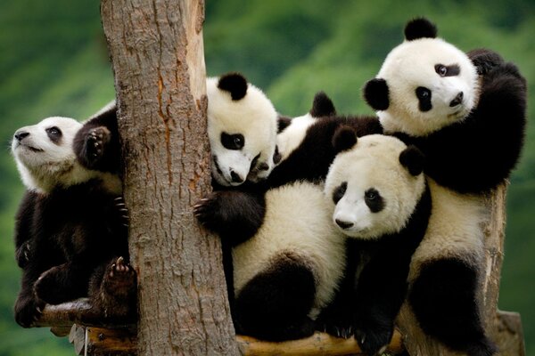 Piccoli panda allo zoo Cinese