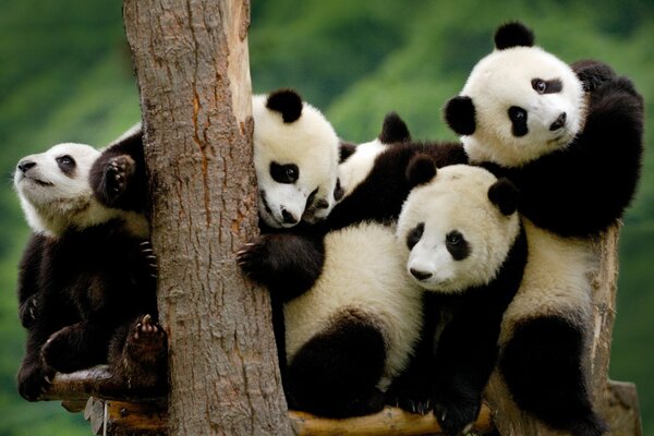 Маленькие панды в китайском зоопарке