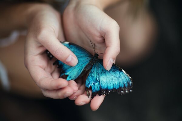 Papillon rare assis dans la paume de votre main
