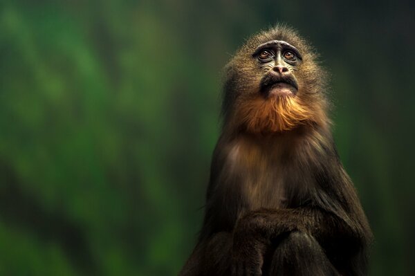 Ein nachdenklicher und zottiger Affe mit einem weisen Blick