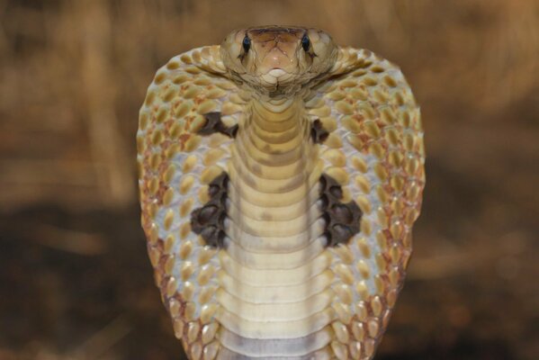 King Cobra close-up