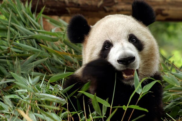 Süßer Panda auf dem Rasen nagt an Bambus