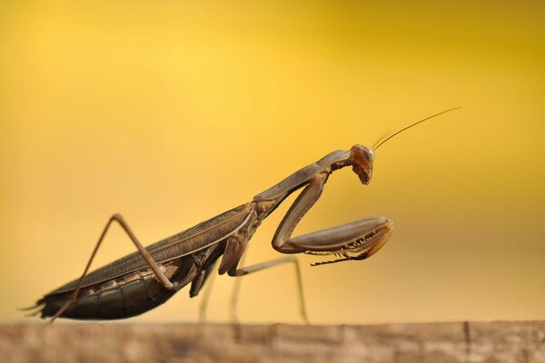 Mantis on the background of a yellow sunset