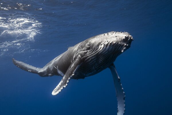 Grande baleine nage dans la mer