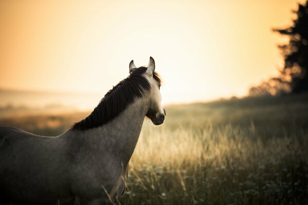 A horse in a field at sunset