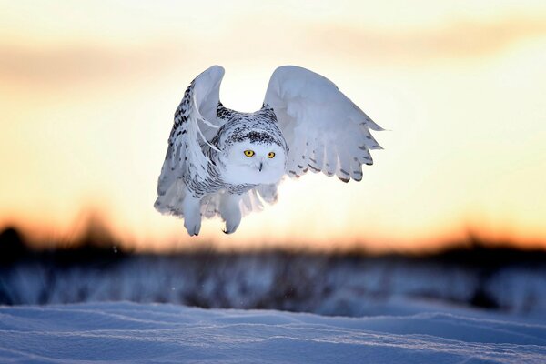 The flight of the polar owl on the background of snow