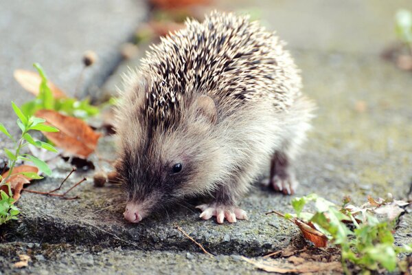 Macro hedgehog on asphalt with leaves