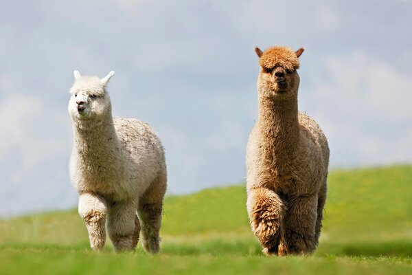 Zwei flauschige gutmütige Lamas