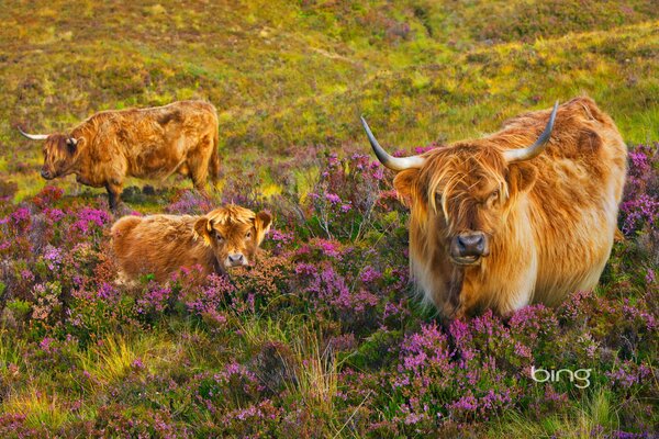 Kuh mit Kalb im blühenden Feld