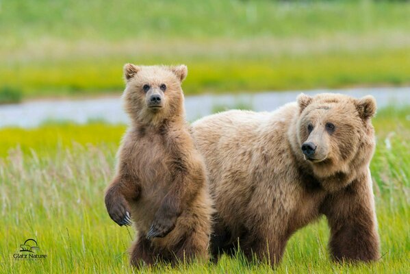 A bear with a small bear cub in a meadow