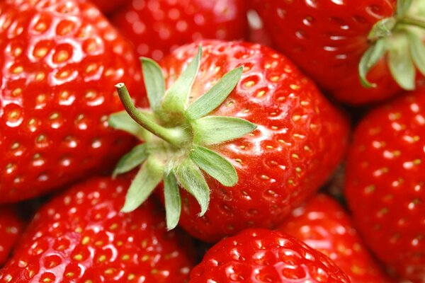 Für Marmelade müssen Erdbeeren sortiert werden