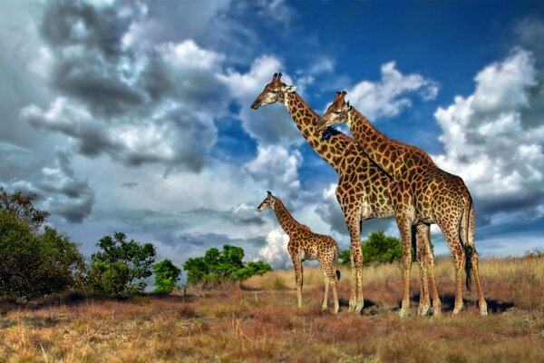 Семейство жирафов Саванны