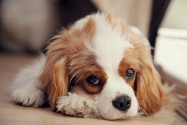 Sad spaniel puppy looking into your eyes