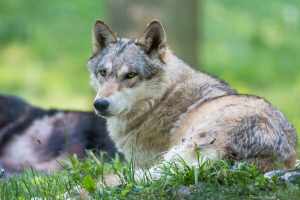 A wolf resting on the grass