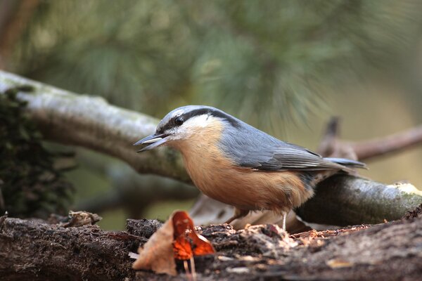 A nuthatch on a branch eats a seed