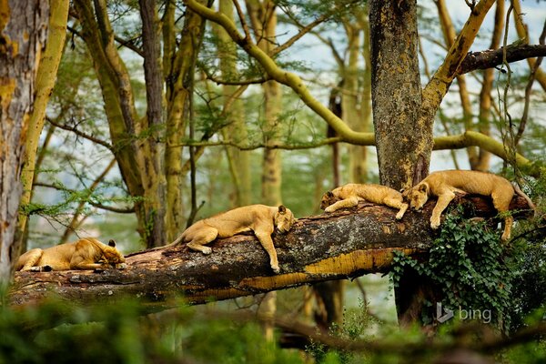 Leones dormidos en un árbol caído