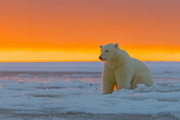 White polar bear on the background of sunset in the icy desert of the Arctic National Park in Alaska