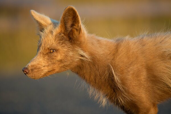 Red fox autumn is bright and juicy