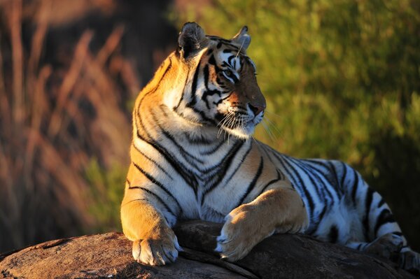 Majestic tiger in the rays of the setting sun