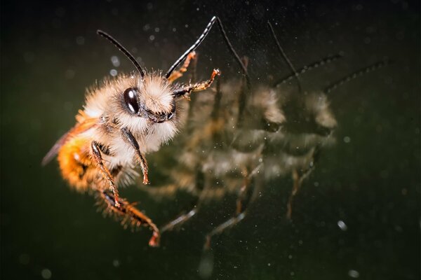 La abeja peluda se sienta en el vidrio