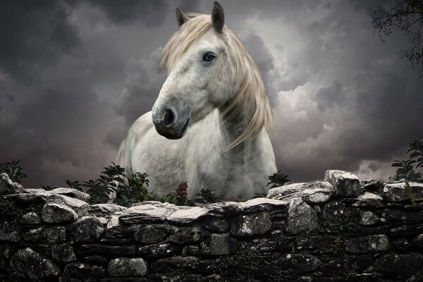 Beau cheval avec crinière blanche