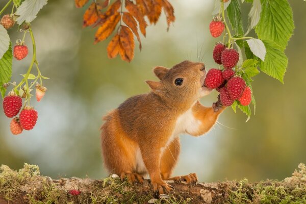 Leśne piękno-wiewiórka i owoce