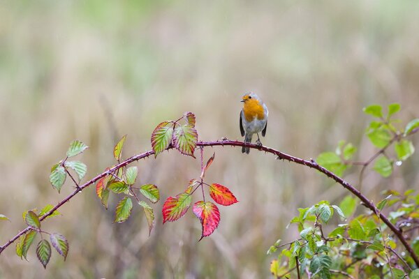 A little bird is sitting on a branch