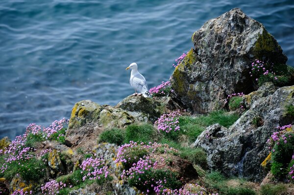 Möwe schaut von einer Klippe ins Meer