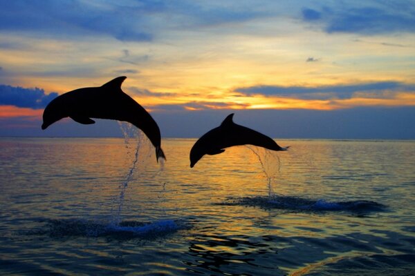 Silhouettes of dolphins jumping out of the sea at sunset
