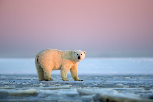 Eisbär in der Arktis bei Sonnenuntergang