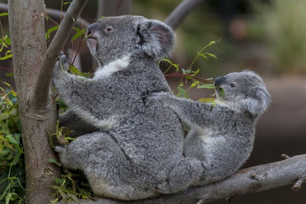 Torbacz jest roślinożercą Australii. Koala na drzewie w lesie z młodym