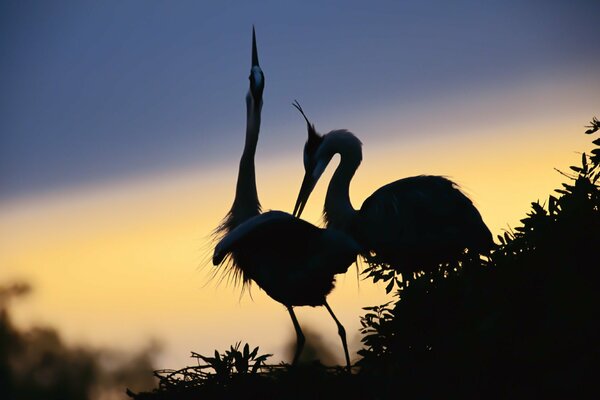 Silhouette of a heron in a nest against the sky