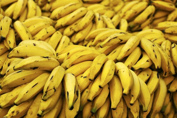 Grappoli interi di banane mature