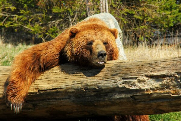 El oso se acurrucó en un tronco. Alrededor hay calor y congestión