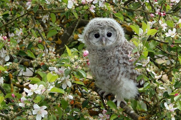 Eule ruht auf Ästen eines Apfelbaums