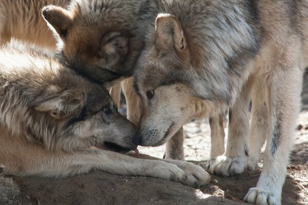 Two wolves show their affection to a third relative