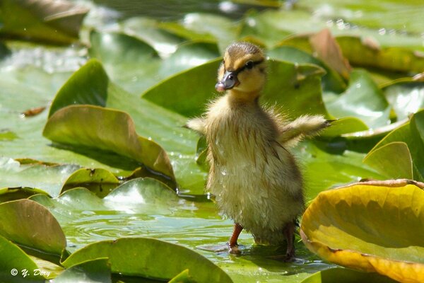 Pequeño pato sentado en una hoja