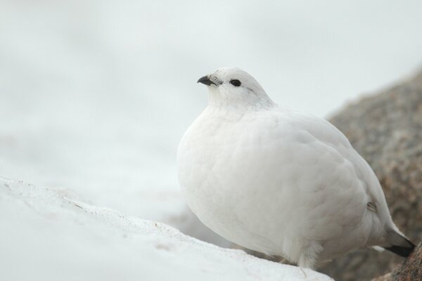 Perdrix blanche sur la neige