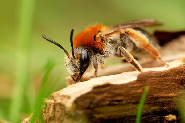 Una abeja en un árbol contra un fondo de hierba