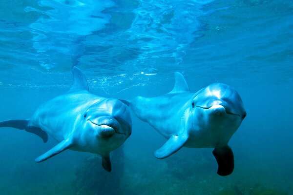 Pareja de delfines nadando en el océano azul 