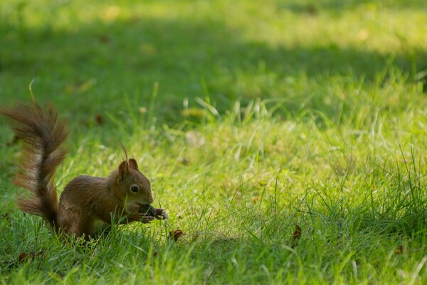 Tapeta. Wiewiórka gryzie orzechy na zielonej trawie