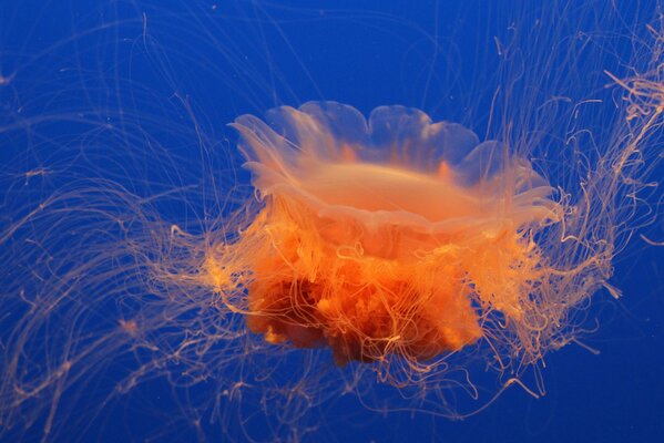 Medusa naranja en el agua del mar azul