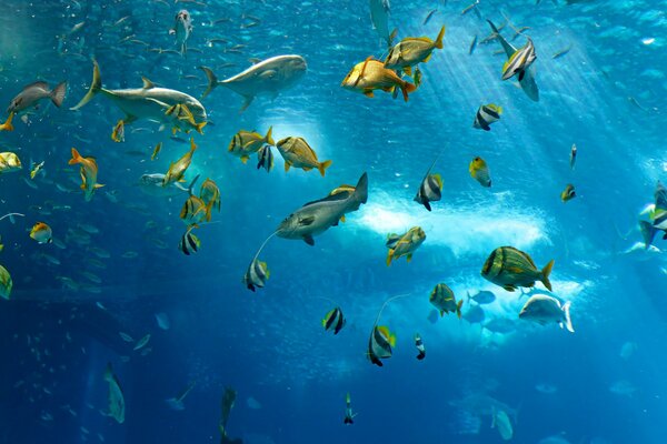 Косяки рыб под водой океана 