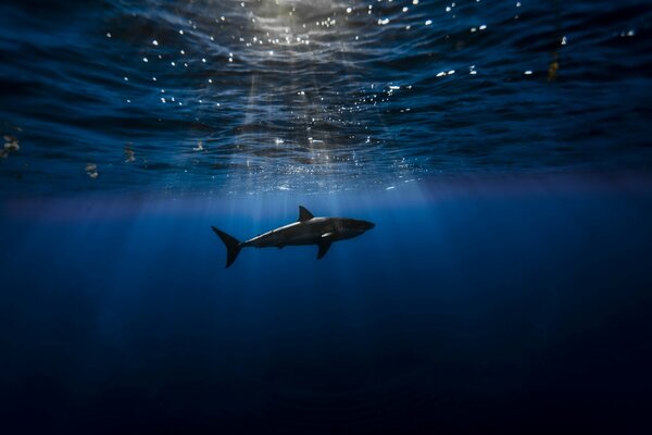 Les rayons externes pénètrent dans la colonne d eau. Le requin réagit à la lumière