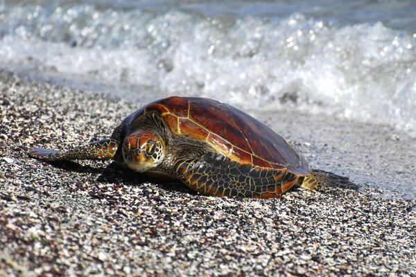 La tortue a rampé sur le rivage après la baignade