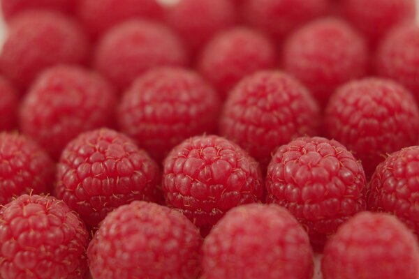 Aujourd hui, nous avons collecté des framboises en vente et les avons rangées pour ne pas froisser