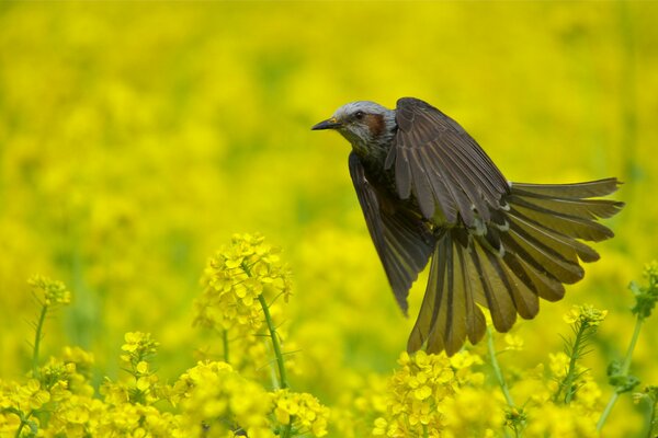 Птица бюль-бюль среди желтых цветов