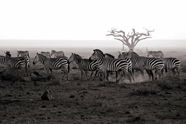 Eine Herde von Zebras auf einem Hintergrund der Natur