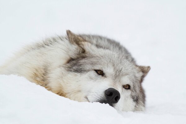 Der Wolf liegt auf dem weißen Schnee