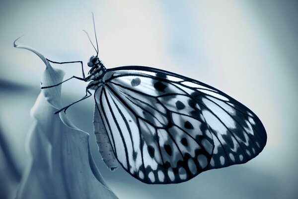 Макро фото бабочки в природе